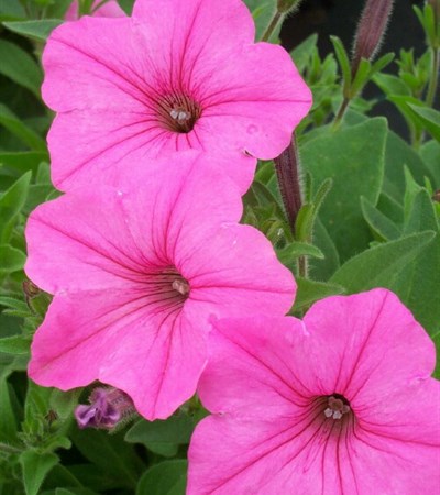 Petunia Supertunia Vista® Bubblegum®
